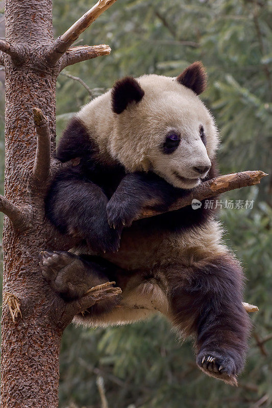 大熊猫;Ailuropoda melanoleuca;中国家庭熊科。爬树。